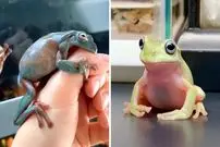 ببینید| قورباغه درختی سفید؛ موجودی بامزه که شبیه شخصیت های کارتونی ست!