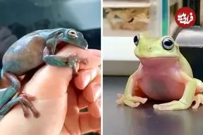 ببینید| قورباغه درختی سفید؛ موجودی بامزه که شبیه شخصیت های کارتونی ست!