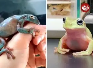 ببینید| قورباغه درختی سفید؛ موجودی بامزه که شبیه شخصیت های کارتونی ست!