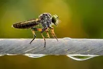 تصاویر؛ عکس‌های خیره‌کننده حیات وحش در سال 2025 که با «موبایل» گرفته شده‌اند