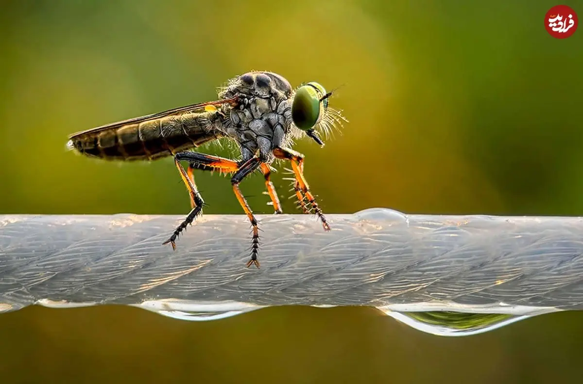 تصاویر؛ عکس‌های خیره‌کننده حیات وحش در سال 2025 که با «موبایل» گرفته شده‌اند