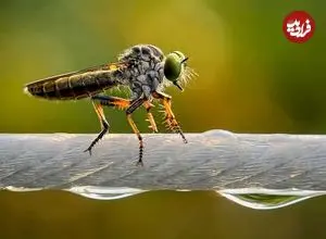 تصاویر؛ عکس‌های خیره‌کننده حیات وحش در سال 2025 که با «موبایل» گرفته شده‌اند