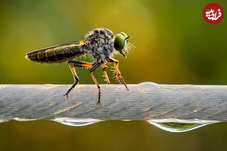 تصاویر؛ عکس‌های خیره‌کننده حیات وحش در سال 2025 که با «موبایل» گرفته شده‌اند