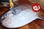 ببینید؛ صید، برش زدن و تهیه انواع غذا با خورشید ماهی در تایوان 