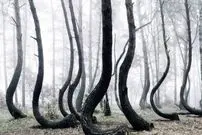 جنگل «درختان منحنی» چگونه شکل گرفته است؟