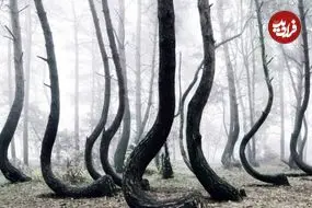 جنگل «درختان منحنی» چگونه شکل گرفته است؟