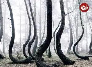 جنگل «درختان منحنی» چگونه شکل گرفته است؟