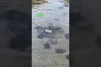 (ویدئو) همکاری حیرت انگیز لاک پشت ها برای کمک به لاک پشت چپ شده!