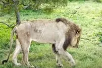 ( ویدیو) شیر نر با حمله مرگبار گله بوفالو به مرگ سلام کرد!