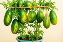 ببینید؛ یک ایده خلاقانه برای کاشت عمودی هندوانه و برداشت در تراس و حیاط خانه