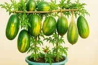 ببینید؛ یک ایده خلاقانه برای کاشت عمودی هندوانه و برداشت در تراس و حیاط خانه