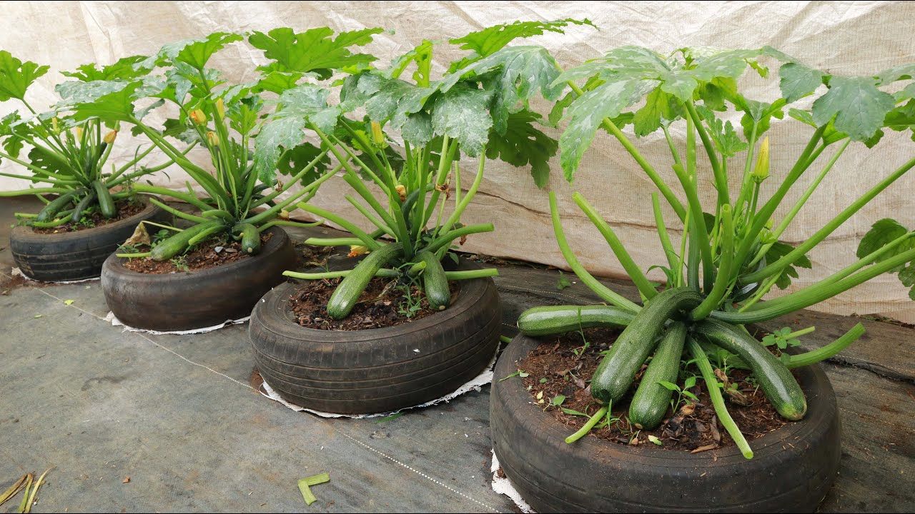 (ویدئو) نحوه کاشت، پرورش و برداشت کدو سبز در لاستیک قدیمی روی پشت بام و تراس