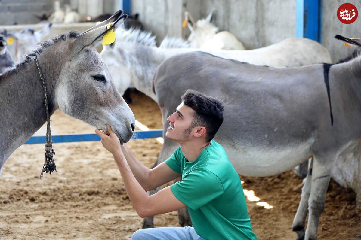 این جوان «سلطان خر» ایران است؛ یک خر و 150 خاطرخواه سمج!