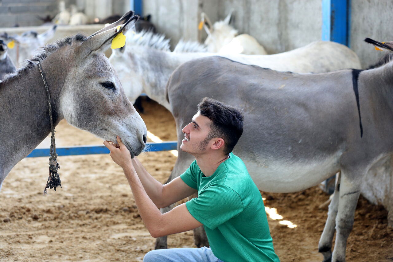 این جوان «سلطان خر» ایران است؛ یک خر و 150 خاطرخواه سمج!