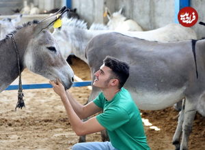 این جوان «سلطان خر» ایران است؛ یک خر و 150 خاطرخواه سمج!