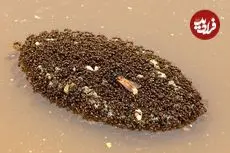 شناورهایی از جنس «مورچه» که می‌توانند هفته‌ها روی آب بمانند