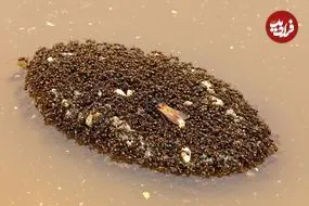 شناورهایی از جنس «مورچه» که می‌توانند هفته‌ها روی آب بمانند