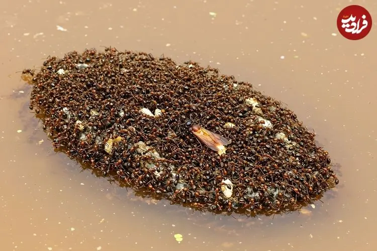 شناورهایی از جنس «مورچه» که می‌توانند هفته‌ها روی آب بمانند