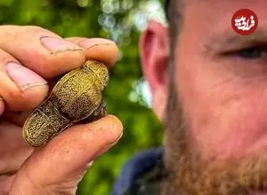 سنجاق سینۀ طلایی بعد از 1500 سال از زیر خاک بیرون آمد