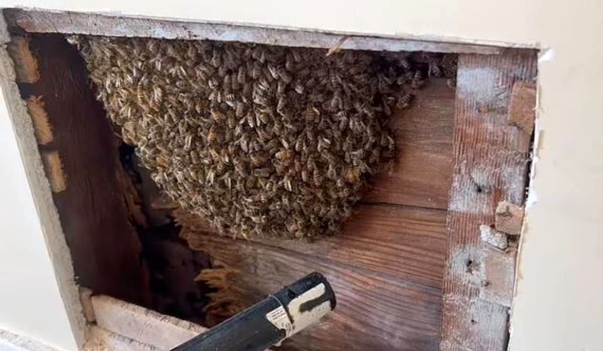 (ویدیو) غافلگیری بزرگ زیر سقف یک خانه؛ لانه عجیب زنبورها!