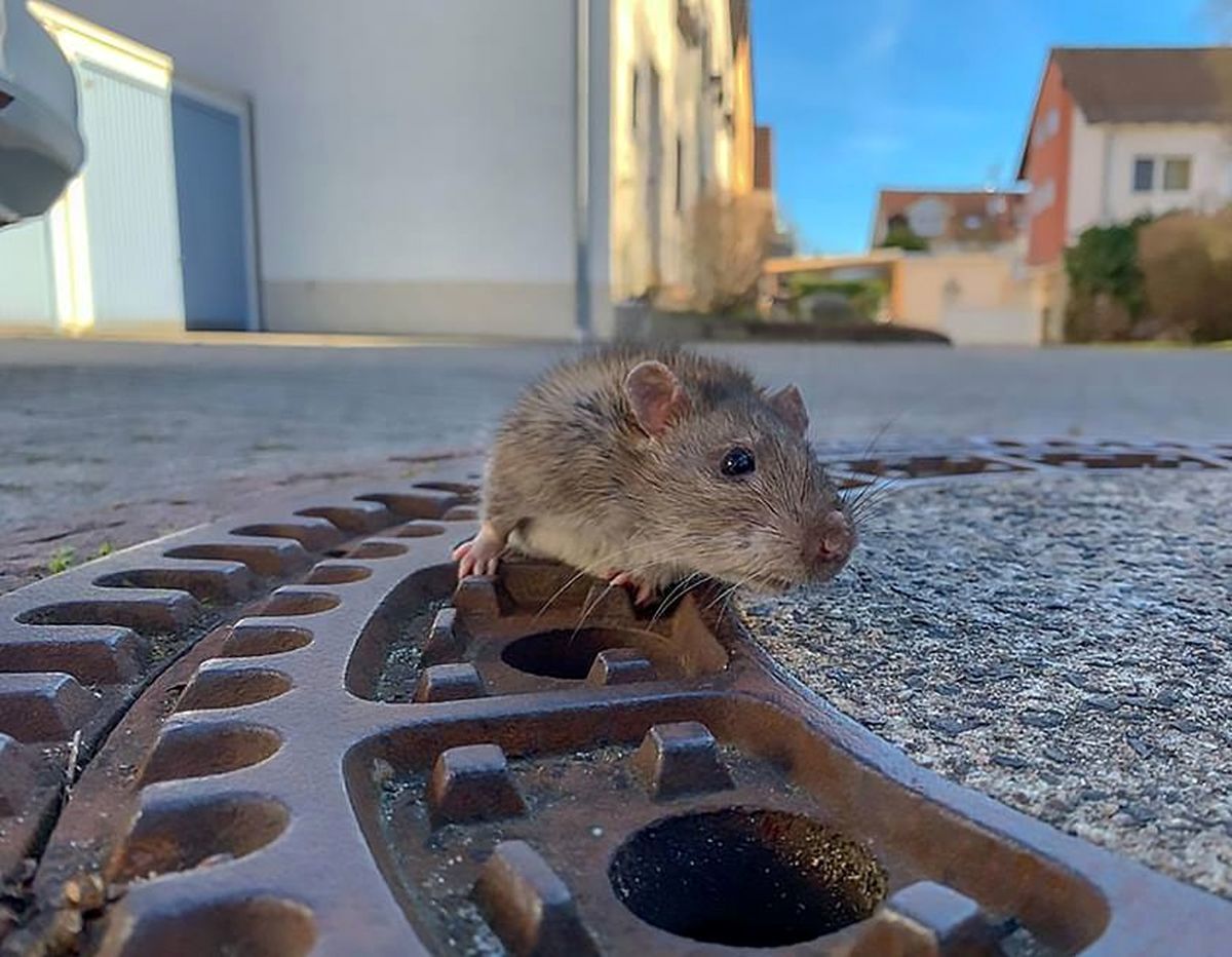 (ویدیو) یک روش ساده برای از بین بردن موش های شهری!