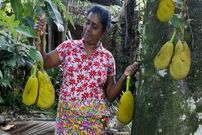 ببینید| غذای روستایی در سریلانکا؛ برداشت جک فروت از جنگل و تهیه غذا با آن در روستا