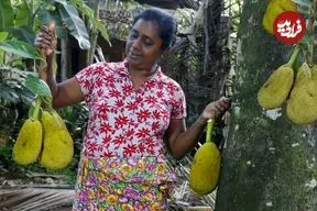 ببینید| غذای روستایی در سریلانکا؛ برداشت جک فروت از جنگل و تهیه غذا با آن در روستا