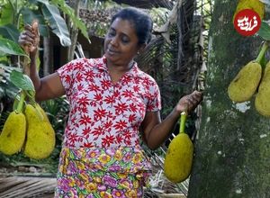ببینید| غذای روستایی در سریلانکا؛ برداشت جک فروت از جنگل و تهیه غذا با آن در روستا