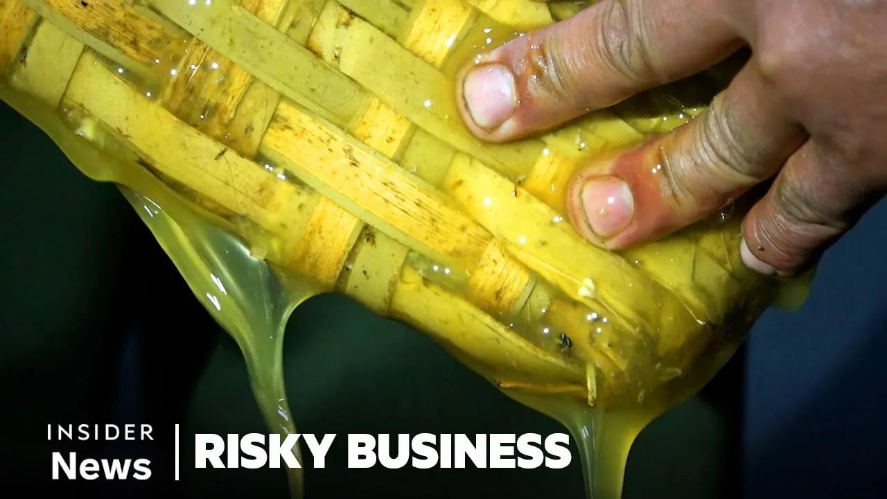 ببینید چگونه مردم نپال برای یافتن عسل  وحشی جان خود را به خطر می اندازند! (ویدئو) 