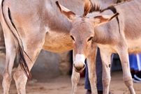 تصاویر؛ فاجعه تجارت پوست الاغ؛ سالانه ۶ میلیون الاغ قربانی «اکسیر جوانی» چینی می‌شوند