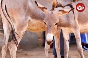 تصاویر؛ فاجعه تجارت پوست الاغ؛ سالانه ۶ میلیون الاغ قربانی «اکسیر جوانی» چینی می‌شوند