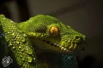 کشف فسیل ۱۶۷ میلیون ساله که هم مار است و هم مارمولک!