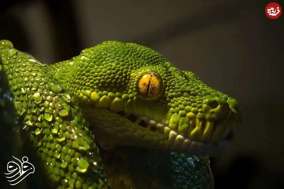 کشف فسیل ۱۶۷ میلیون ساله که هم مار است و هم مارمولک!