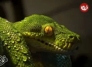 کشف فسیل ۱۶۷ میلیون ساله که هم مار است و هم مارمولک!