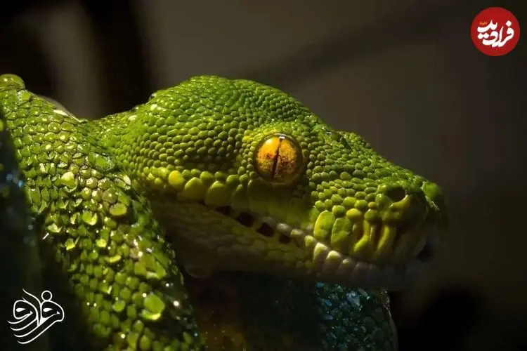 کشف فسیل ۱۶۷ میلیون ساله که هم مار است و هم مارمولک!