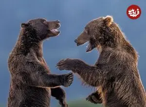 تصاویر| خنده‌دارترین عکس‌های حیات وحش در سال 2026
