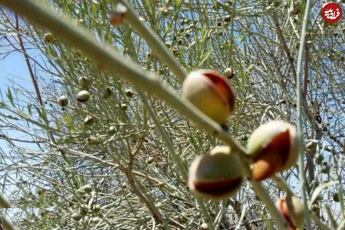 تصاویر؛ الوک یا بادام کوهی؛ میوهای تلخ با خواص بیشمار مشهور به جواهر زاگرس که متفاوتترین آجیل ایران است