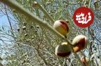 تصاویر؛ الوک یا بادام کوهی؛ میوه‌ای تلخ با خواص بی‌شمار مشهور به جواهر زاگرس که متفاوت‌ترین آجیل ایران است