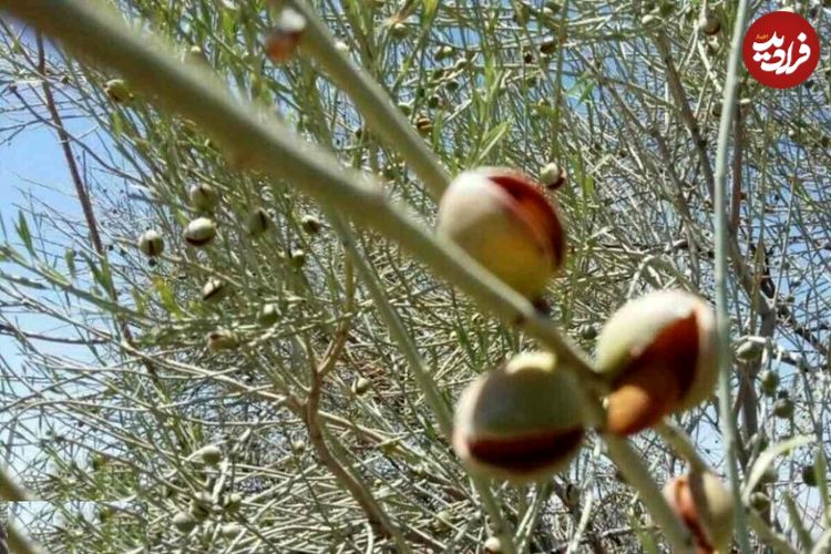 تصاویر؛ الوک یا بادام کوهی؛ میوه‌ای تلخ با خواص بی‌شمار مشهور به جواهر زاگرس که متفاوت‌ترین آجیل ایران است