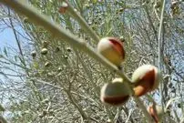 تصاویر؛ الوک یا بادام کوهی؛ میوه‌ای تلخ با خواص بی‌شمار مشهور به جواهر زاگرس که متفاوت‌ترین آجیل ایران است