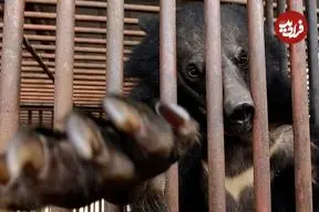 کره‌جنوبی پرورش خرس‌ها برای استخراج صفرا را متوقف می‌کند اما صدها خرس هنوز در قفس‌ها گرفتارند