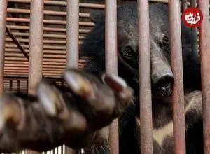 کره‌جنوبی پرورش خرس‌ها برای استخراج صفرا را متوقف می‌کند اما صدها خرس هنوز در قفس‌ها گرفتارند