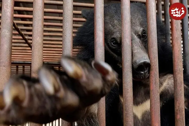 کره‌جنوبی پرورش خرس‌ها برای استخراج صفرا را متوقف می‌کند اما صدها خرس هنوز در قفس‌ها گرفتارند