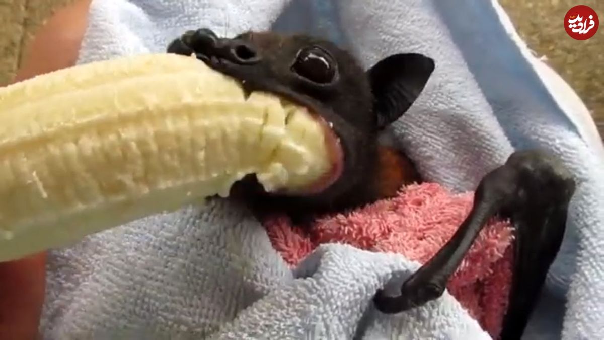 (ویدئو) ببینید چطور این خفاش موزی به اندازه صورتش را یک لقمه می کند!