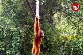 ببینید| لحظه نادر عبور اورانگوتان از پل طنابی میان جنگل‌ها
