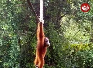 ببینید| لحظه نادر عبور اورانگوتان از پل طنابی میان جنگل‌ها