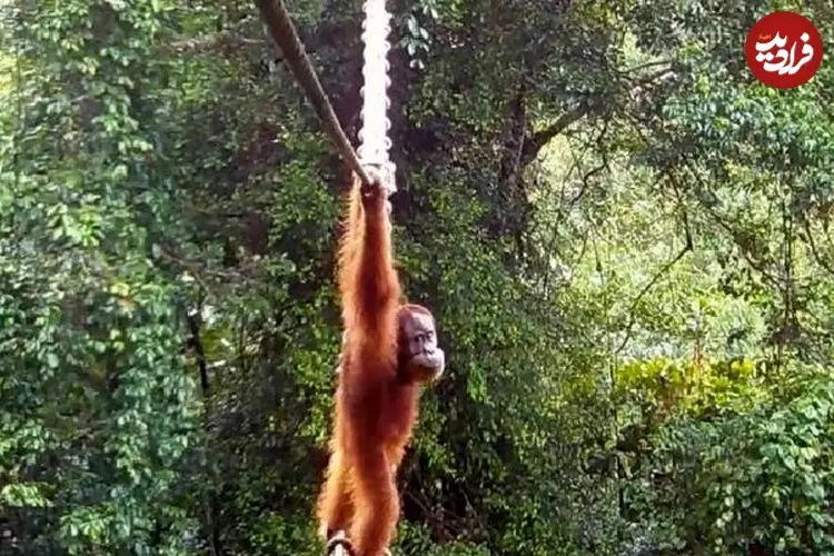 ببینید| لحظه نادر عبور اورانگوتان از پل طنابی میان جنگل‌ها