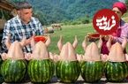ببینید؛ غذای روستایی در آذربایجان؛ پخت مرغ کامل داخل هندوانه در طبیعت