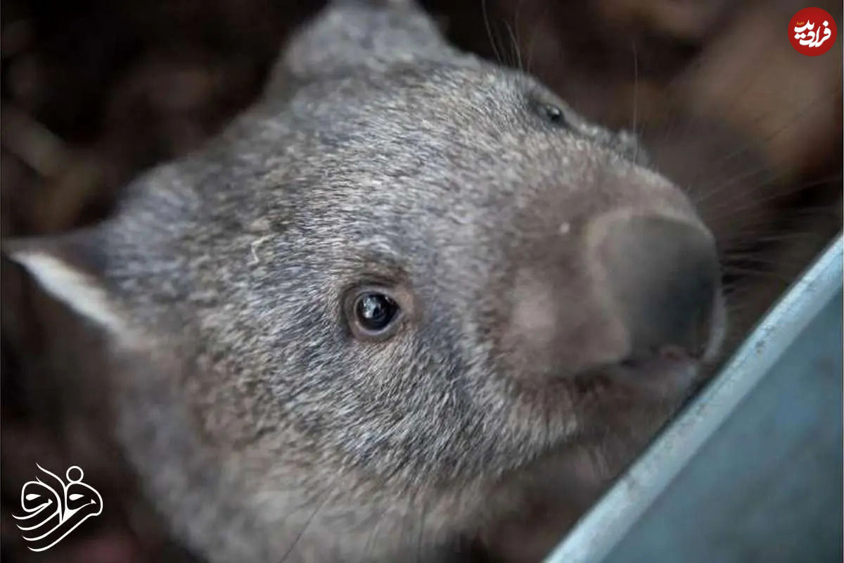 تولد تاریخی وامبت دماغ‌پشمالو در دل طبیعت