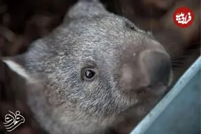 تولد تاریخی وامبت دماغ‌پشمالو در دل طبیعت